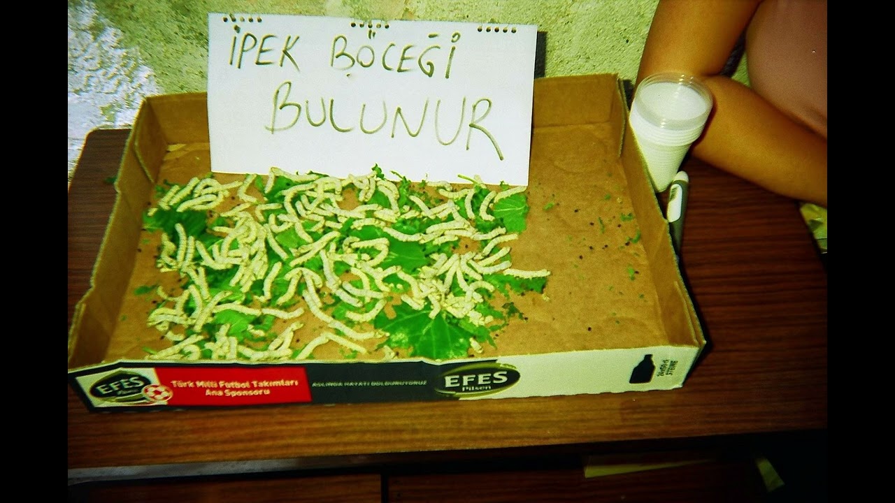 Raspa - Burçak Tarlası