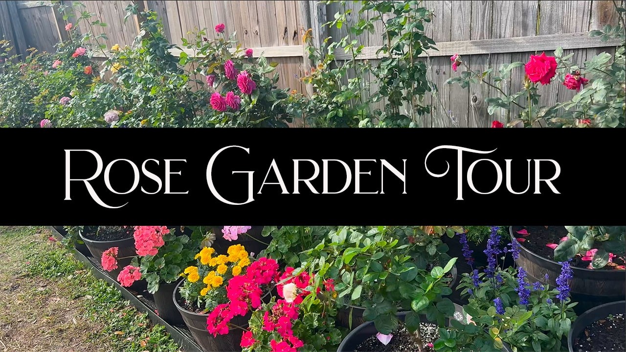 Rose Garden Tour / January 2026 -  Roses, Geraniums, Marigolds and more! Come tour my potted garden.