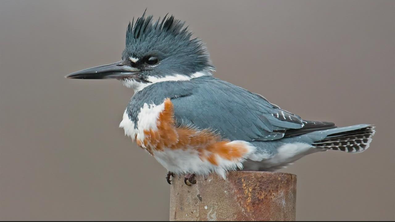 Best spots for birding in DC, Maryland and Virginia