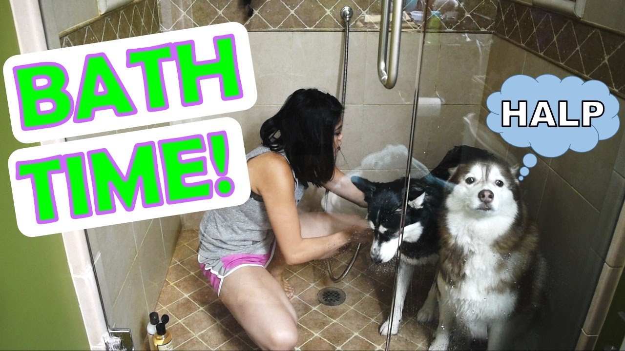 SIBERIAN HUSKY | Bath time!