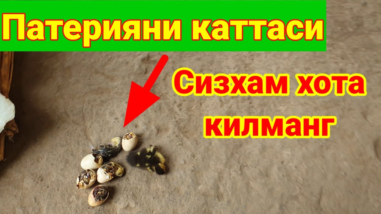 Хар бир хонадонга керак бу нарса куринг урганинг