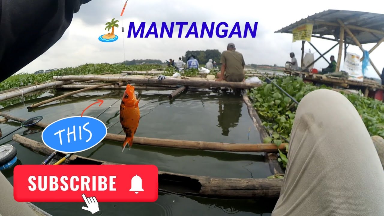 🔴 MANCING PULAU MANTANGAN WADUK CENGKLIK DAPAT IKAN TOMBRO 😱❗