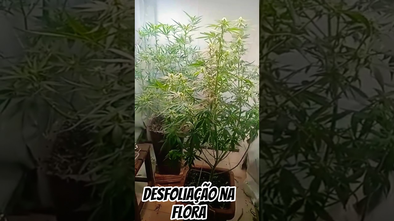 15 DIAS DE FLORA, DESFOLIA&Ccedil;&Atilde;O PESADA  /  15 DAYS OF FLOWERING HEAVY PRUNING