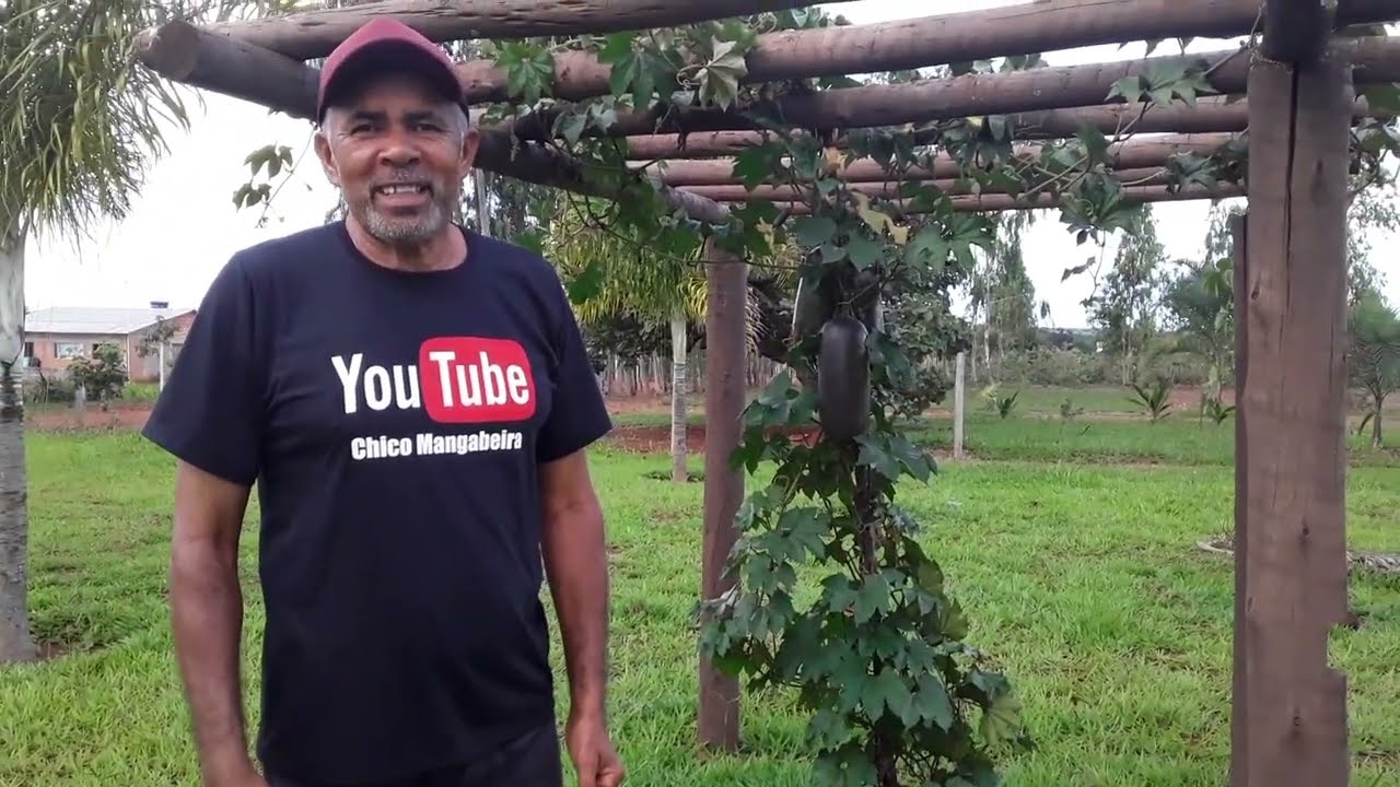 Mostrando os frutos Melão Croá + Tirando dúvidas   #chicomangabeira