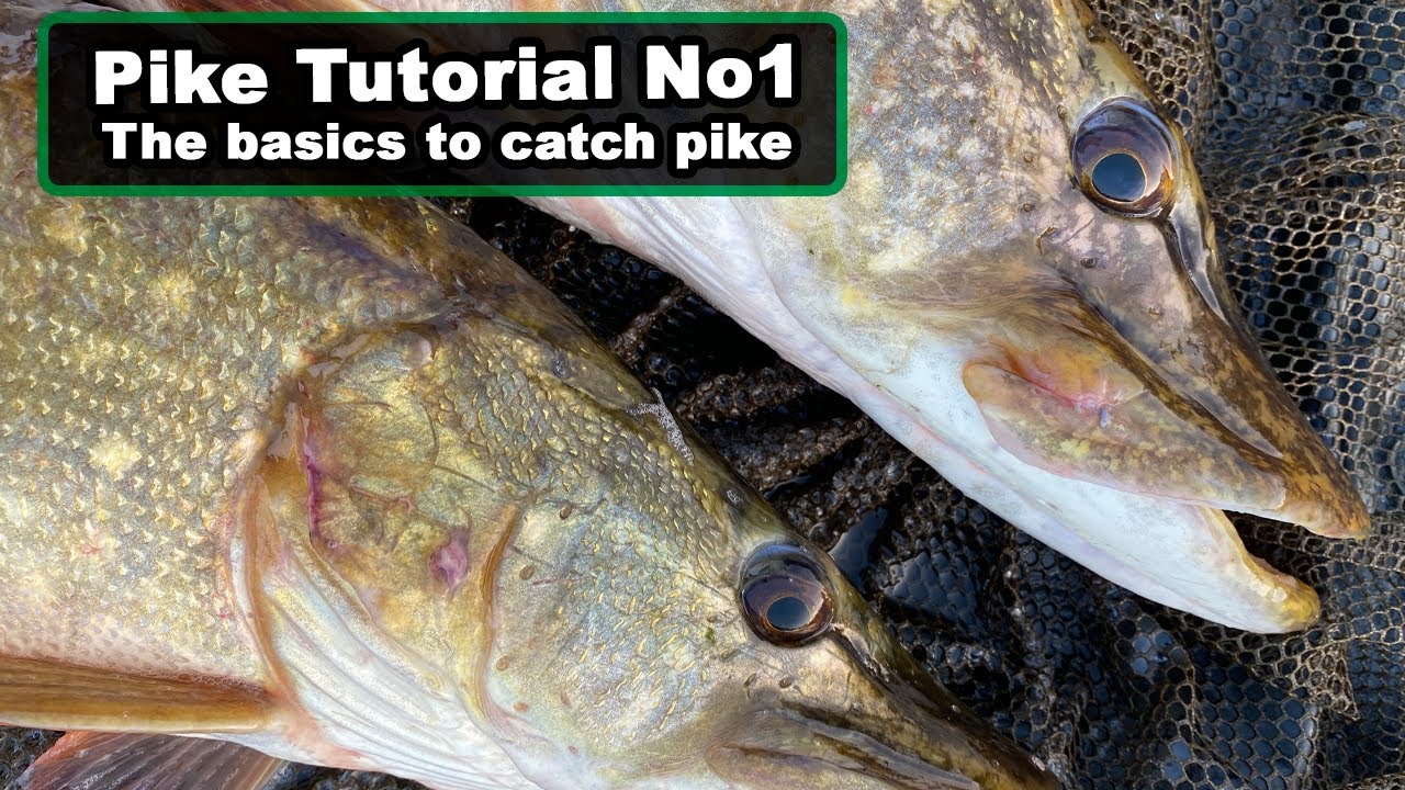 Pike Fishing Tutorials - The Basics