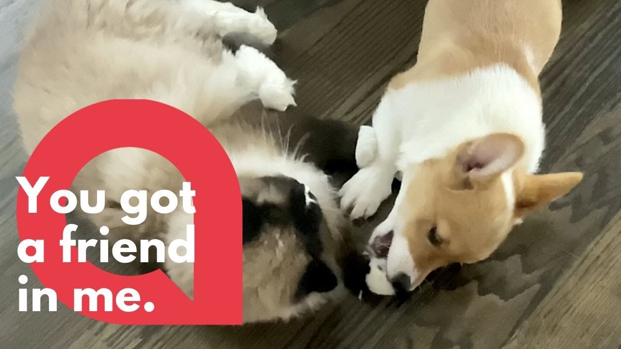 Cat and corgi puppy become best friends during quarantine | SWNS
