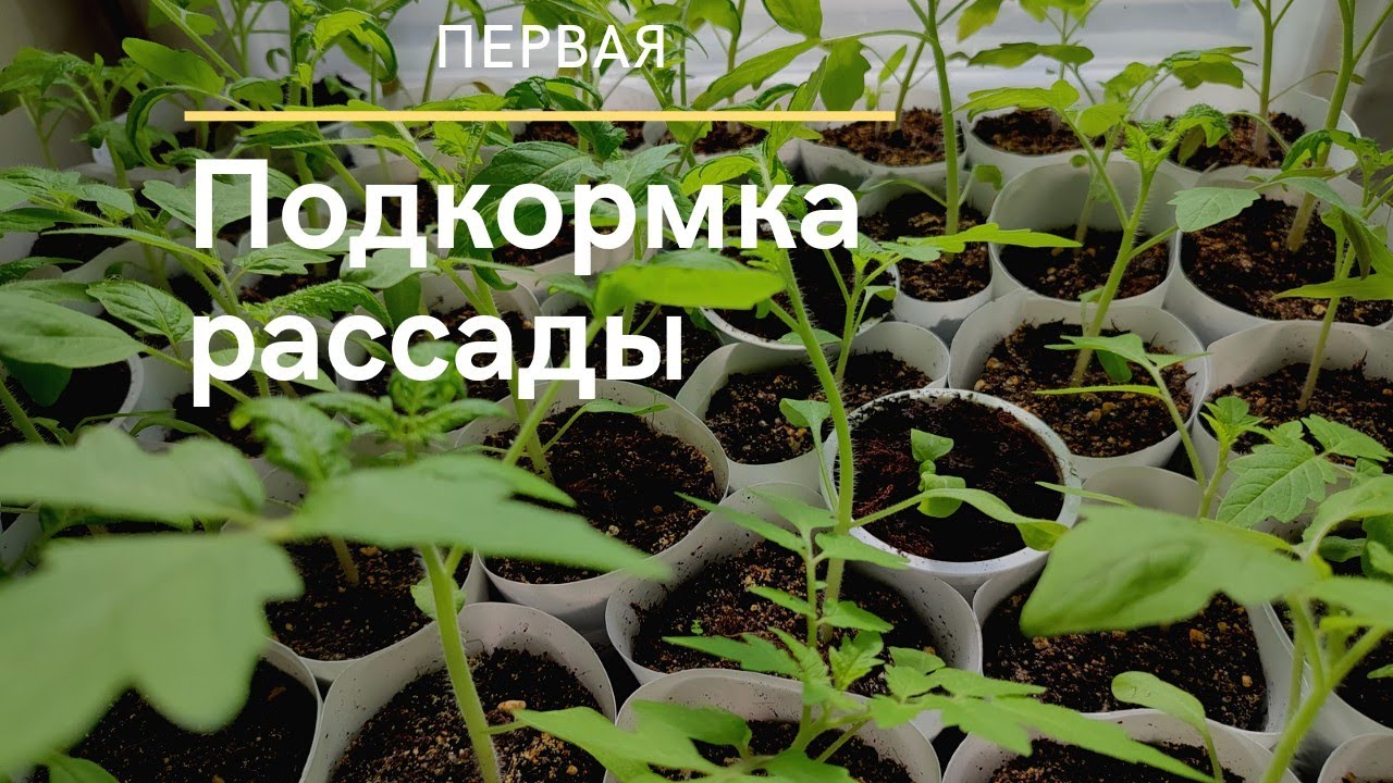 Первая подкормка рассады после пикировки