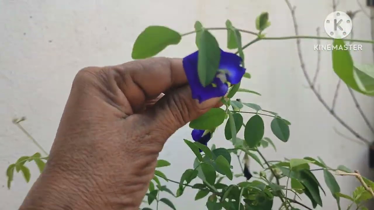 Gardening Update at Ananda Vanam