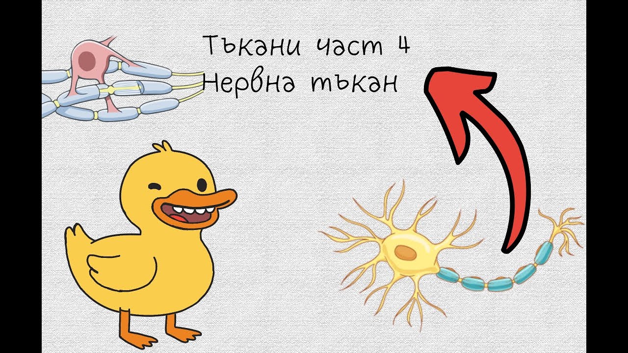 Нервна Тъкан