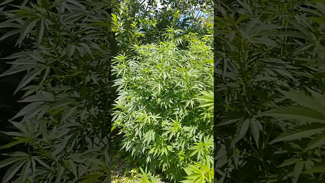 out '25, ukr '50: easy sativa, chem og, c99, lemon kush (female seeds)
