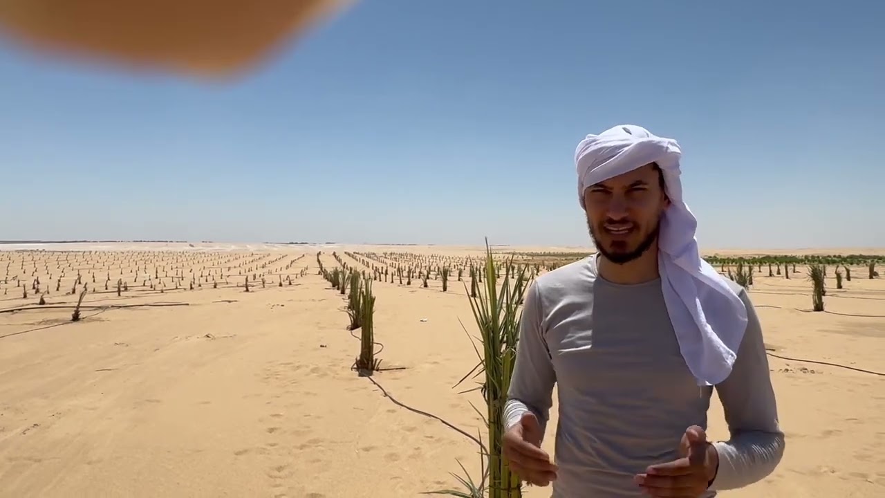 انتهاء زراعة المجدول والباقى فى شهر ٩ بإذن الله تعالى للحجز واتس ٠١٠٢٣٨٠٥٢٣٢ ٠١٢٨٥٠٥٢٥٢٦
