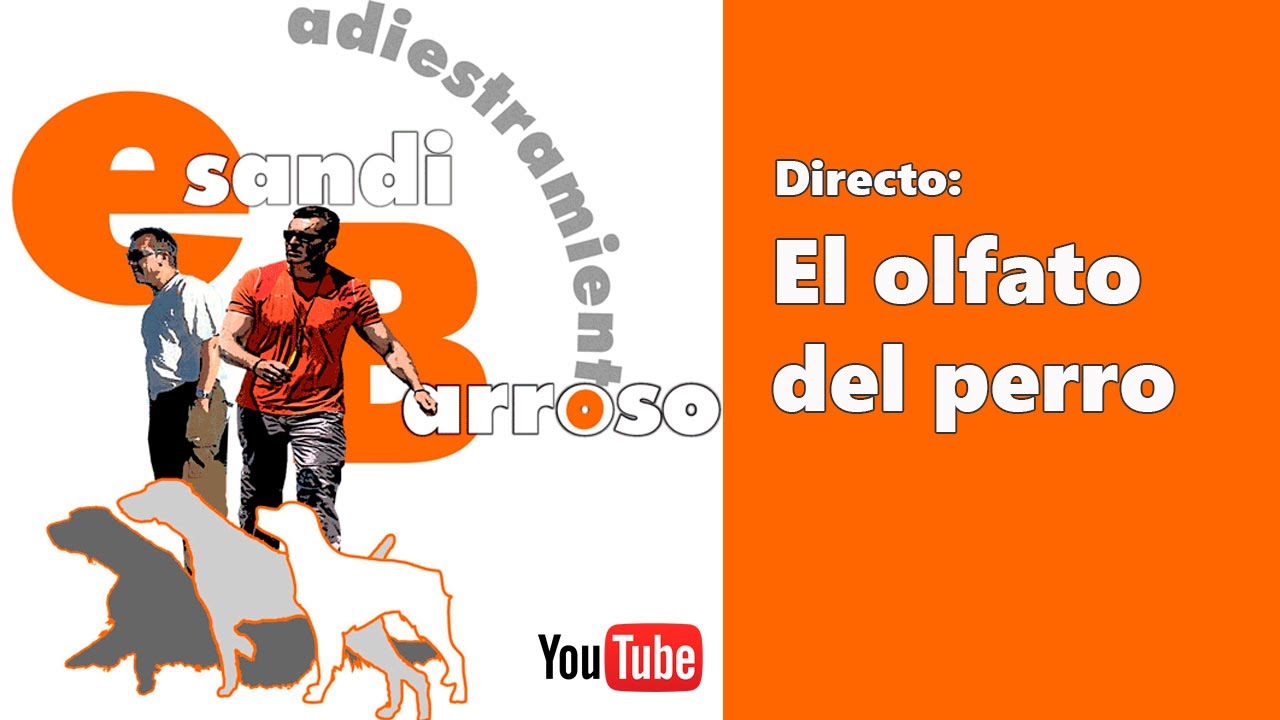Directo  - Como funciona el olfato del perro