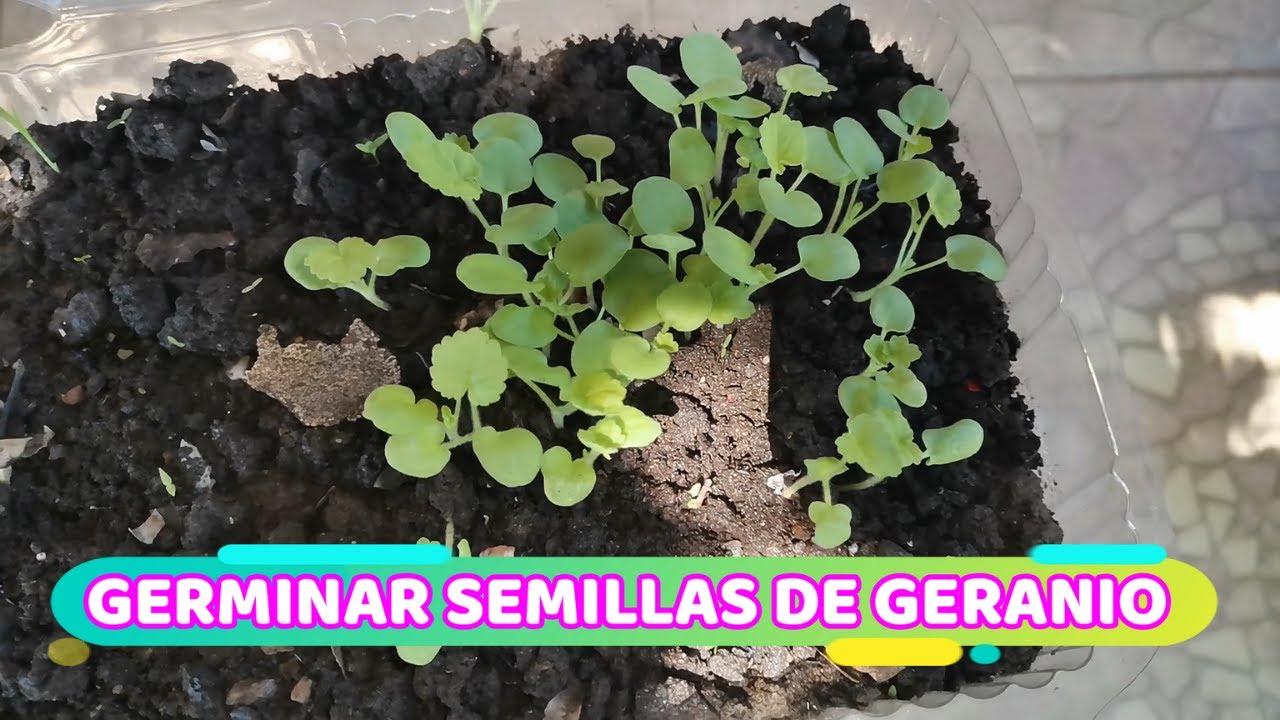 LA MEJOR FORMA DE GERMINAR SEMILLAS, COMO GERMINAR SEMILLAS DE GERANIOS