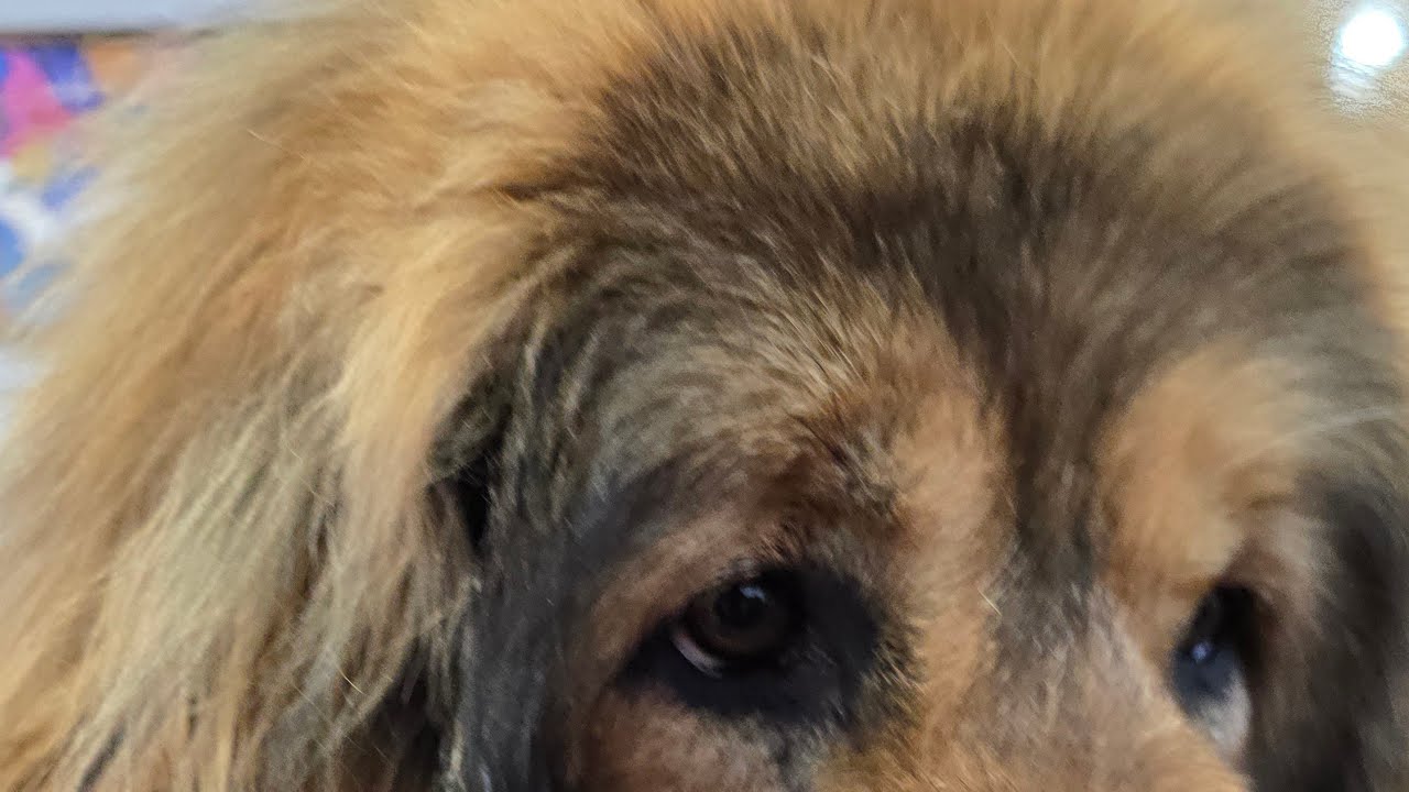 Tibetan Mastiff Dog Chat