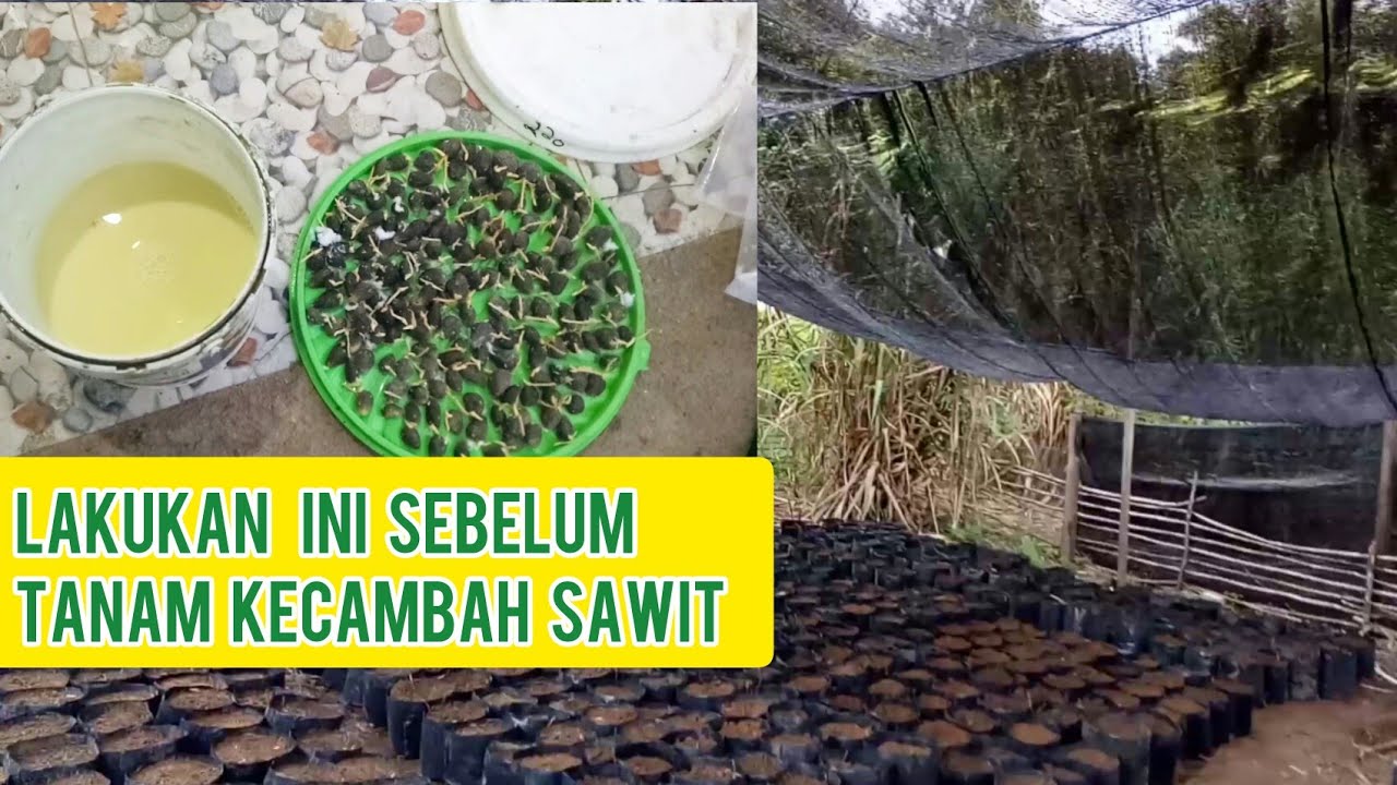 Perlakuan Penting Sebelum Menyemai Kecambah Kelapa Sawit