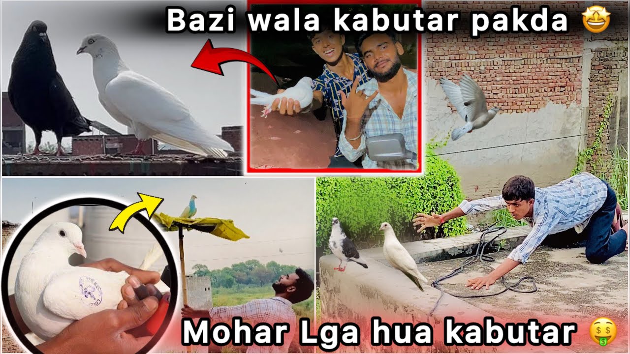 Shiva ne Pakda Bazi wala kabutar 🤑 || Panch ( 5 ) Din Hogye pakdte Pakdte 😮 || 