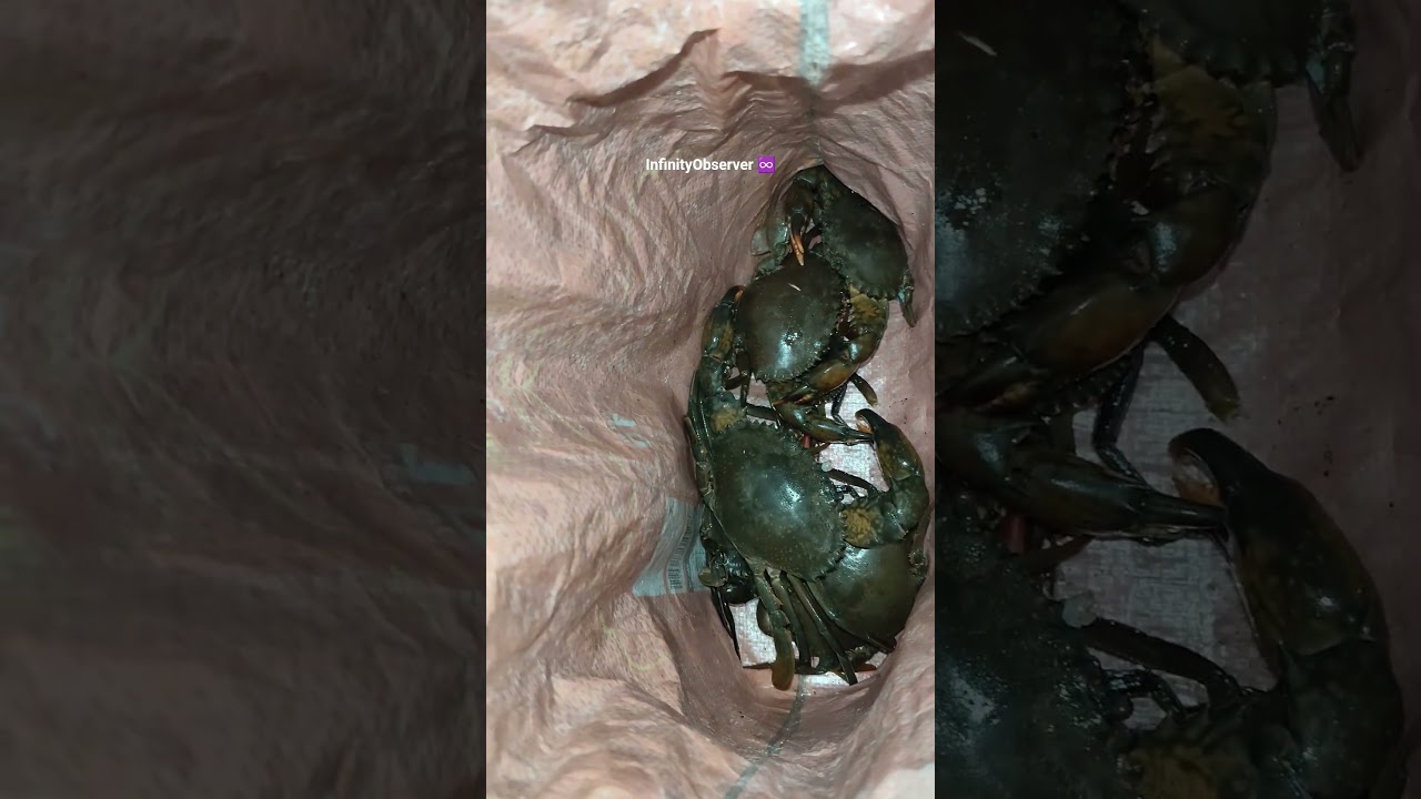 Crab catching 