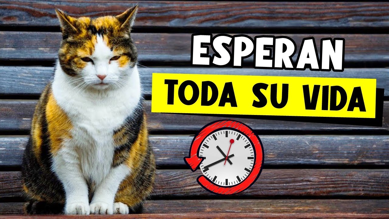 Tu gato espera TODA SU VIDA a que hagas ESTO 🐈