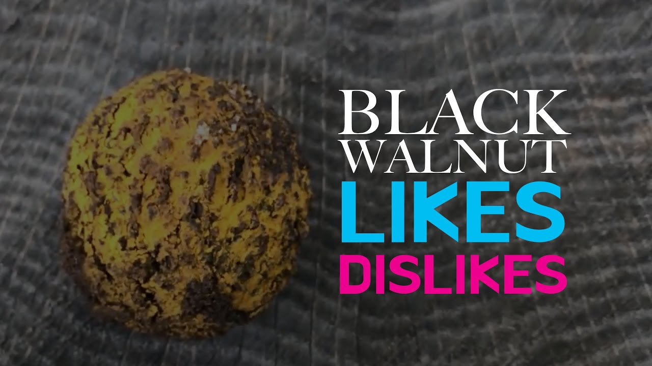 Black Walnut - Let's Talk About Pros & Cons