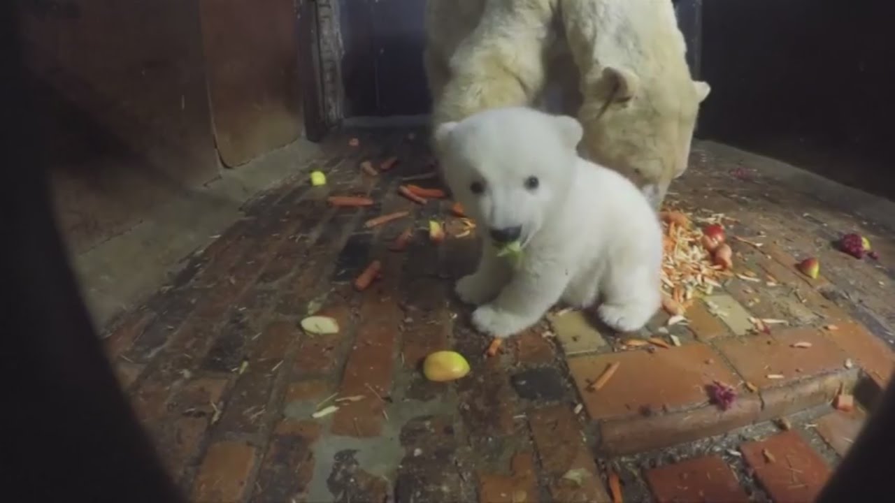 Eisb&auml;rbaby Fritz ist tot: Wodurch bekam der kleine Eisb&auml;r einen Leberschaden?