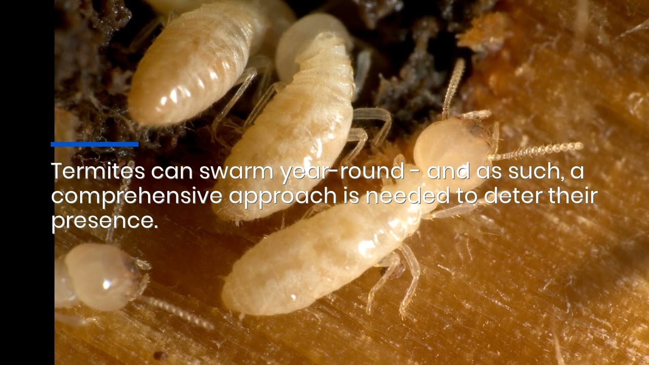 Proven Toms River Termite Elimination Techniques: Contact Ozane For Pest Control
