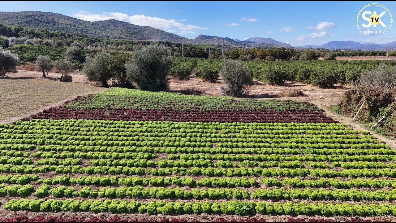 Från odlaren direkt till kunden 🍅🥬🥑🧅