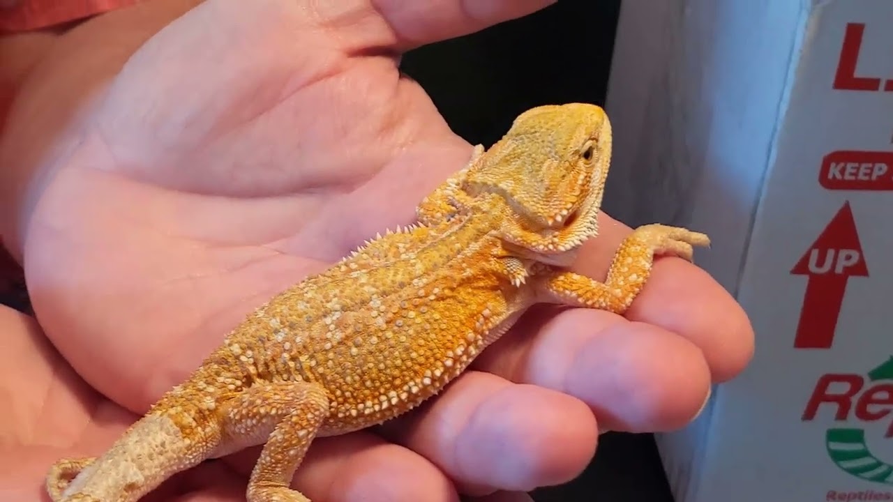 Baby Bearded Dragon Unboxing