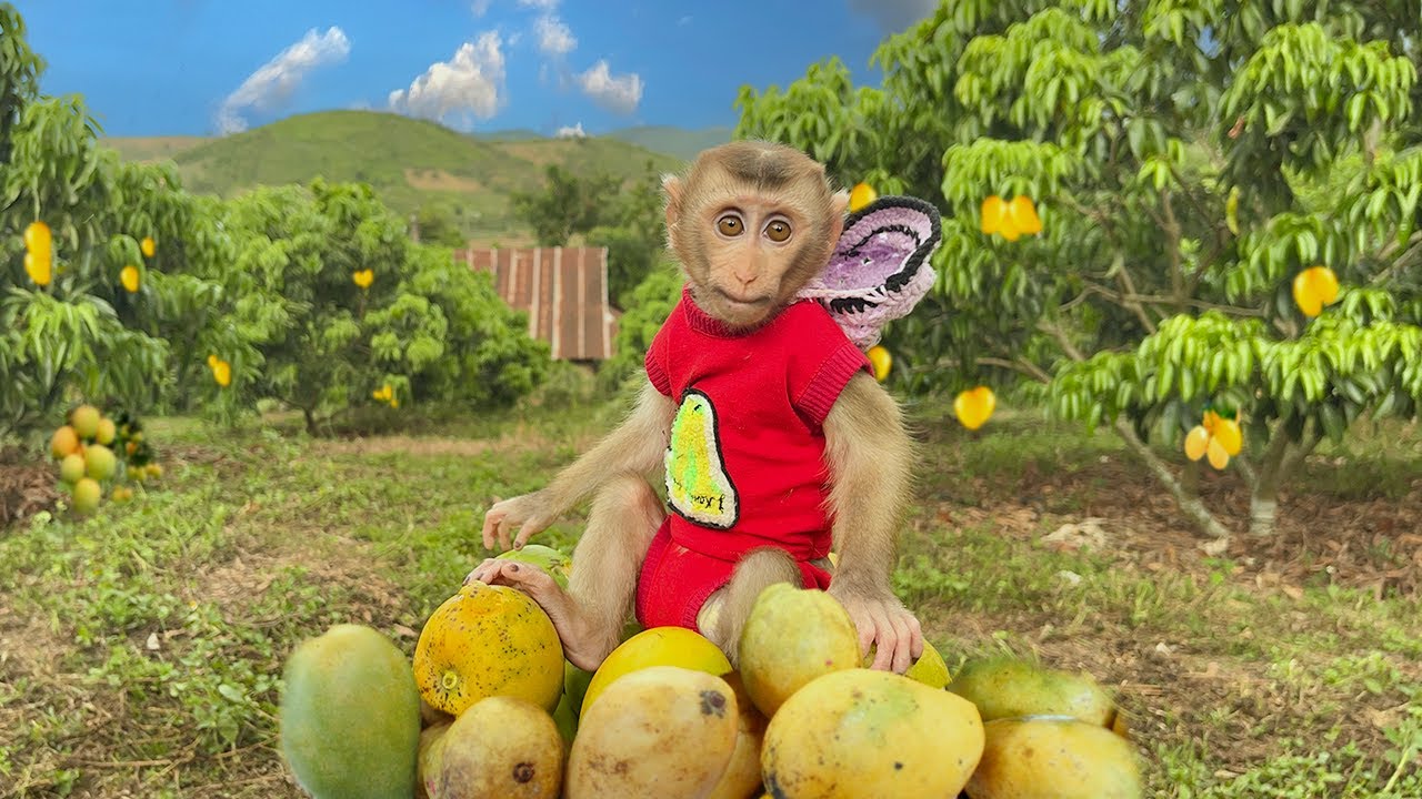 YuYu help Mom Harvest Mangos make Super delicious smoothies!