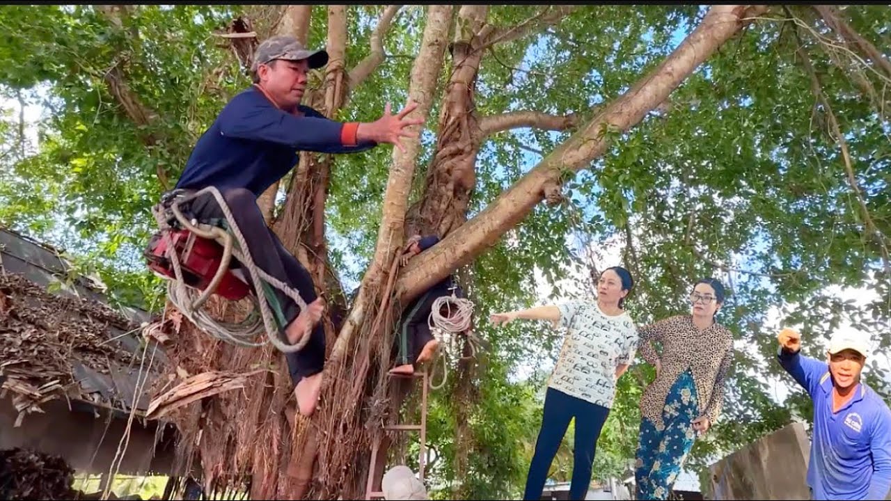 anh tám thợ cưa hạ cây sộp tai nạng bất ngớ đành bỏ của # Bangcuacay