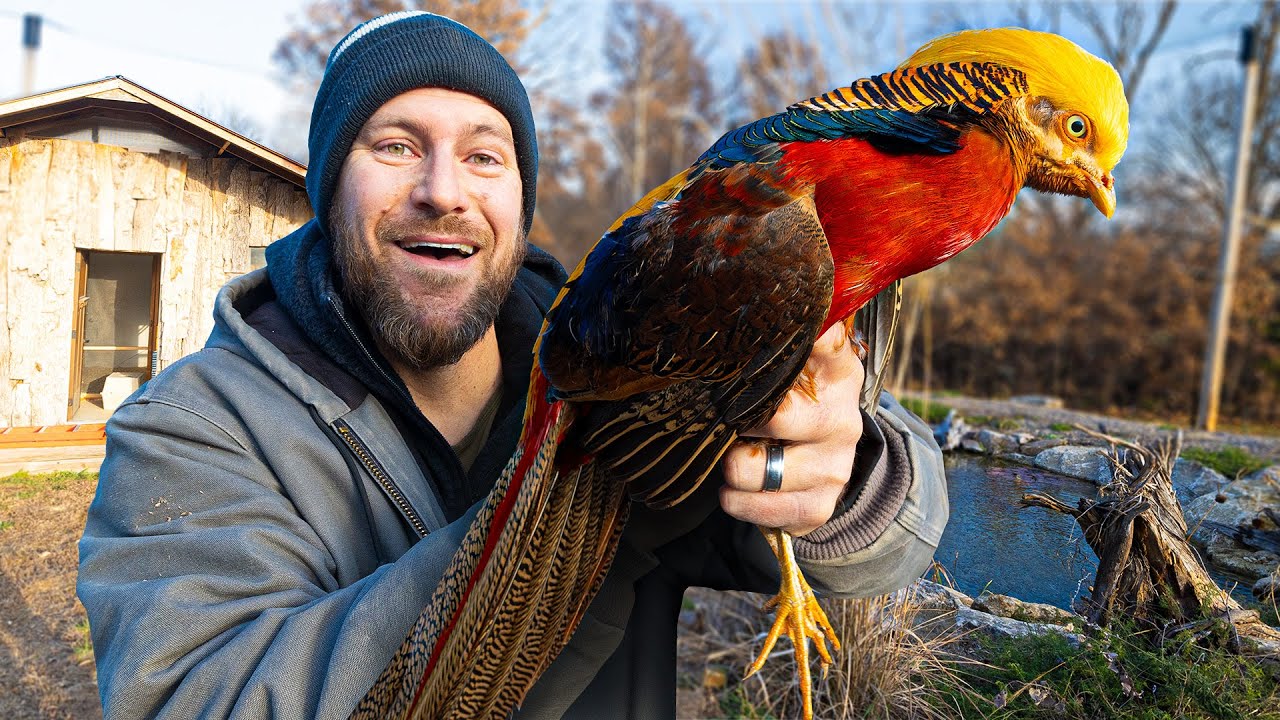 We Finally Released Birds Into the Aviary!