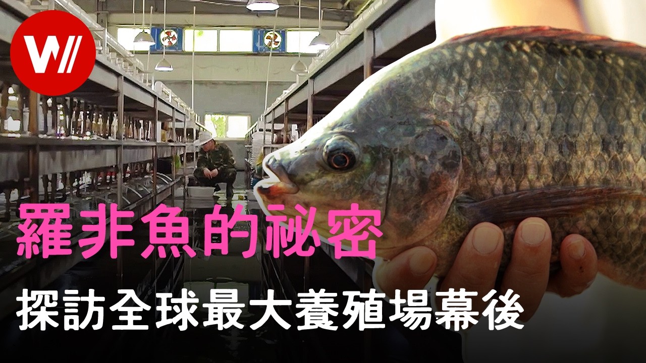 科技改变鱼苗性别 近亿鱼苗却有八成存活率：全球最大的罗非鱼中国养殖基地成功的背后  ｜水产养殖｜生物科普｜纪录片（中文字幕）