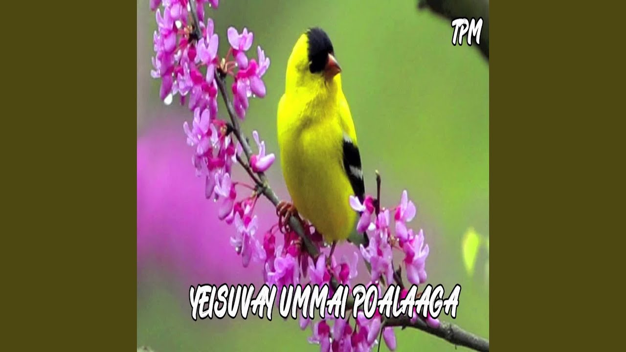 Yeisuvay Ummai Poalaaga