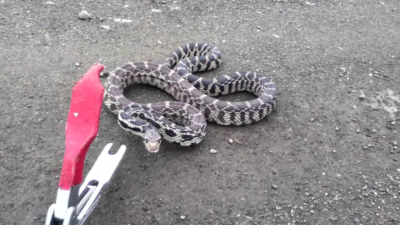 Gopher Snake Hissing