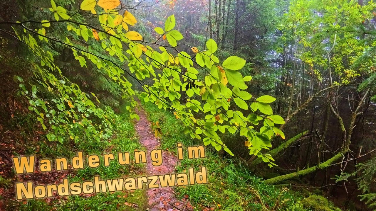 ☔🍁Herbstliche Wanderung von der Bühlerhöhe/Plättig zum Sandsee bei Wind+Regen... 😉