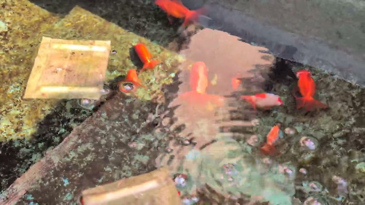 2026.2.14 土曜日 晴れ　金魚の様子　土佐錦、蝶尾、らんちゅう