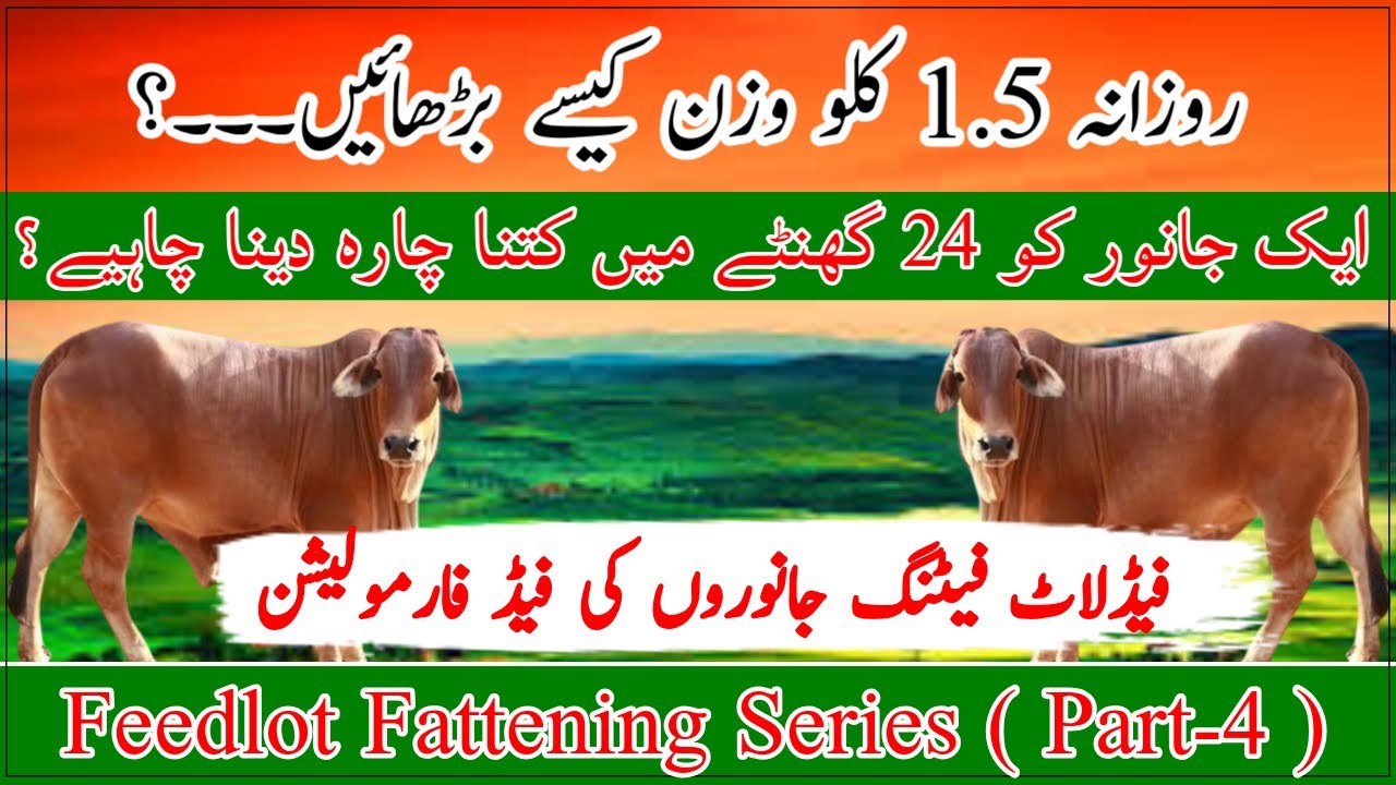 Feedlot Fattening animal feed formulation|Feed dry matter calculaton|Feedlot Fattening Series part 4