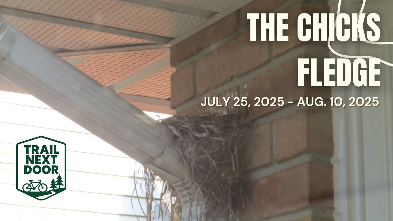 A bird’s nest sits under the eaves. The eggs have hatched, the chicks have fledged. #birds