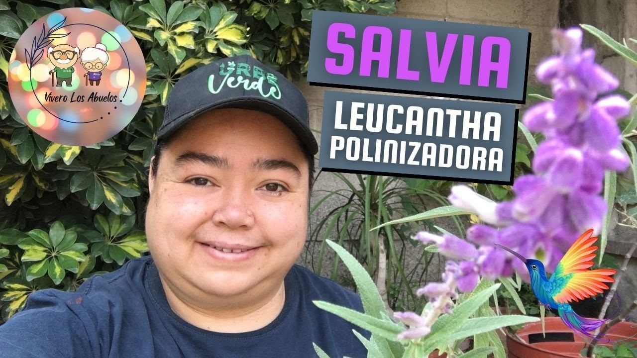 Salvia Leucantha o Cordón de Jesús #salvia #cordon #polinizadores