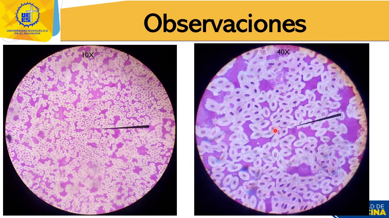 Práctica de laboratorio: Observación de células en vivo