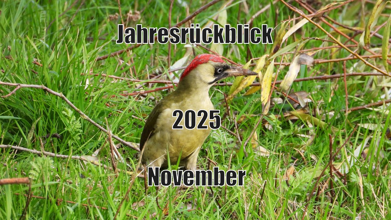 Meine Vogelwelt im Monat November - Der Monat November in Videos und Bildern