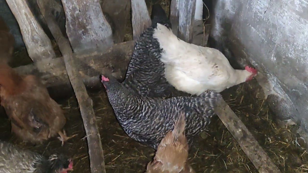 Відео про все по трошки 