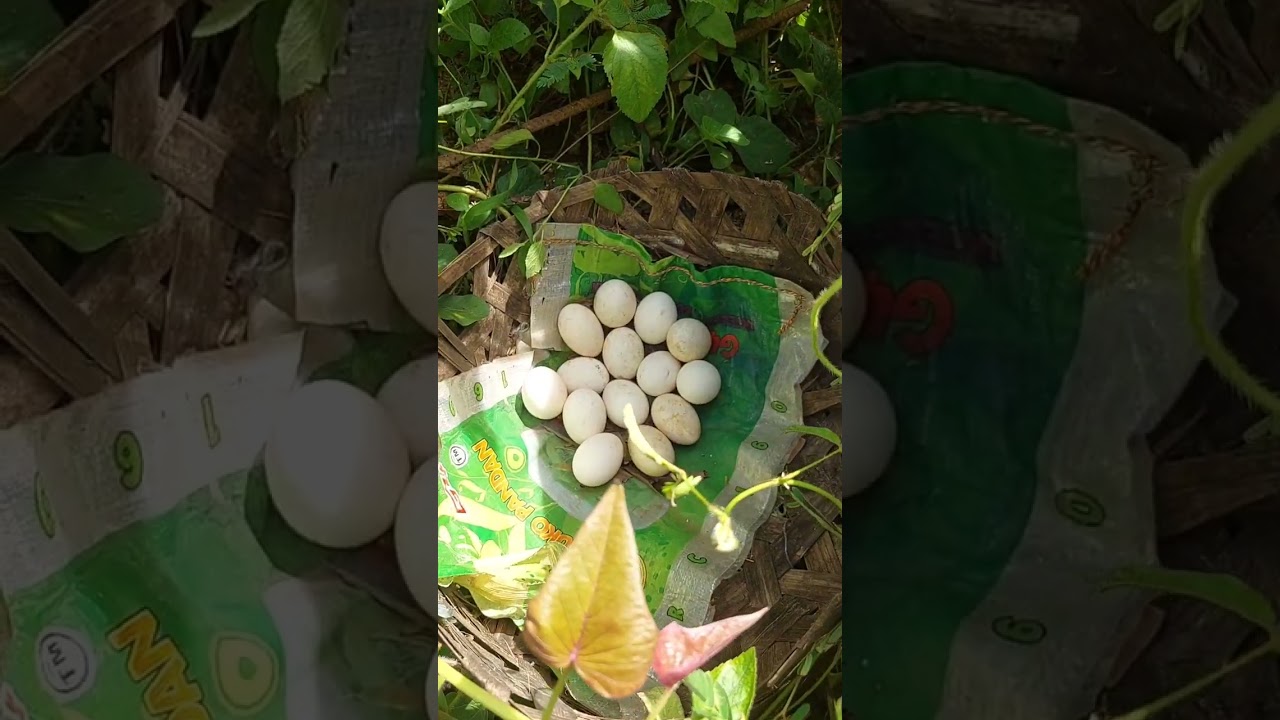Walang Incubator Kaya Dayain Natin Ang Manok