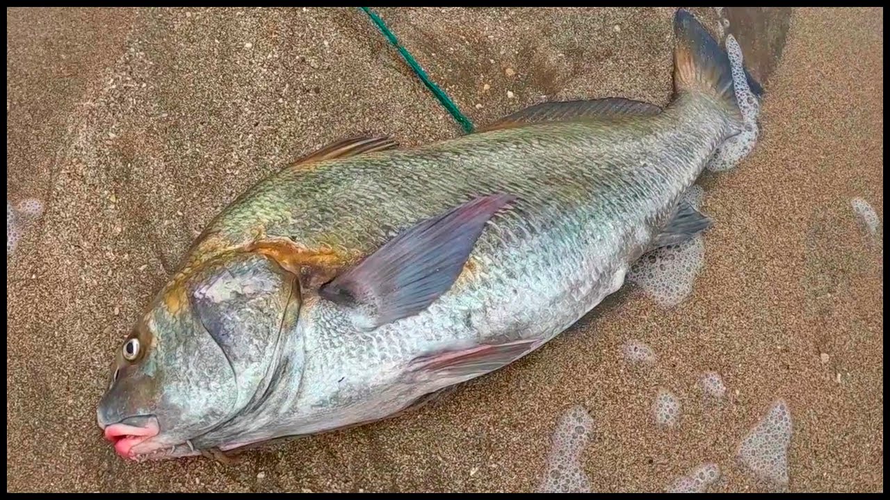AQUI SALEN LAS CORVINAS NEGRAS MAS GRANDES - BLACK DRUM