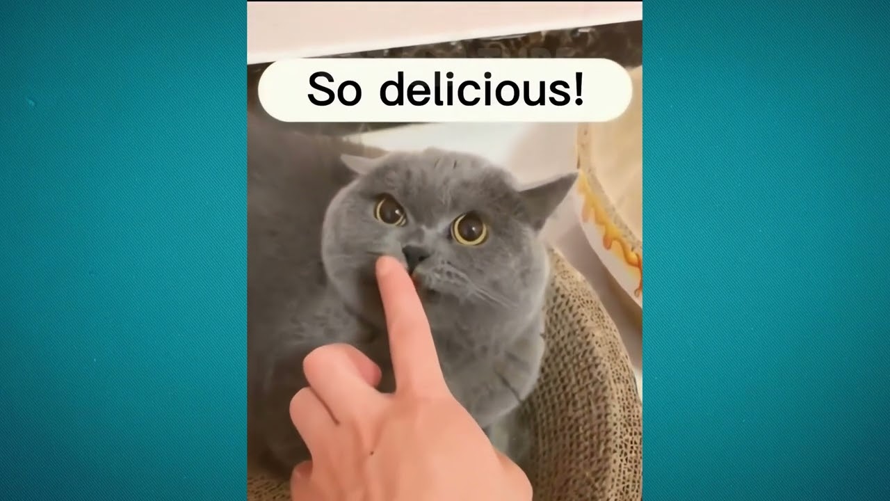 😹🤪 Подборка смешных кошачьих выходок: уморительные моменты, которые нельзя пропустить! 😂😹
