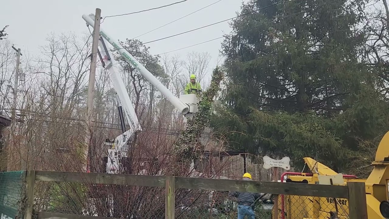 PHIL'S TREE SERVICE