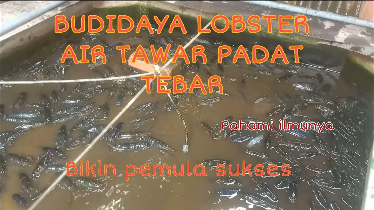 Budidaya Lobster Air Tawar Padat Tebar Untuk Pemula Auto Sukses Raup Untung Besar || Tipe kolam