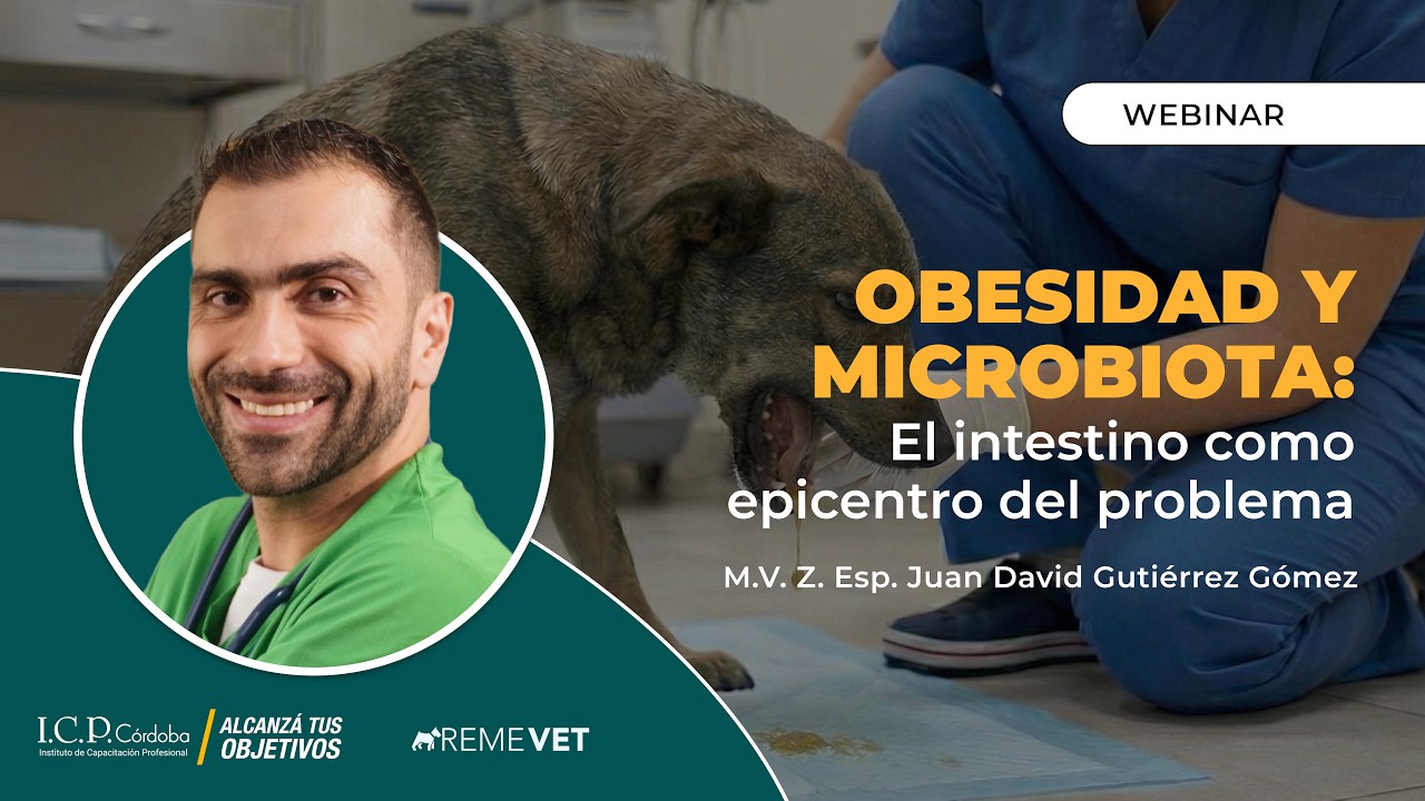 Obesidad y microbiota: el intestino como epicentro del problema