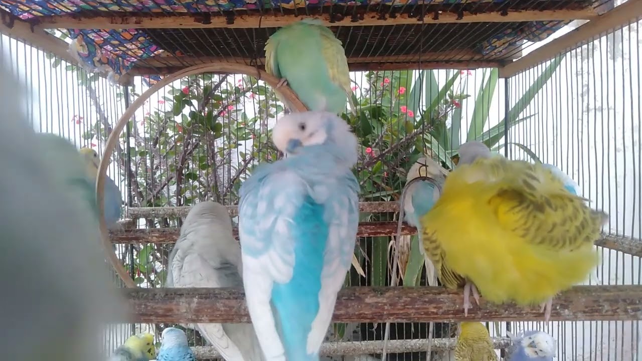Lustiger Wellensittich Spielplatz &ndash; S&uuml;&szlig;e Chaos Momente 😄 #LustigesVideo #Haustiere