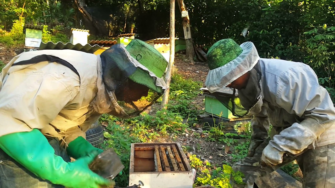 Que hacer para una gran cosecha de miel.  🍯🐝#abejas #miel