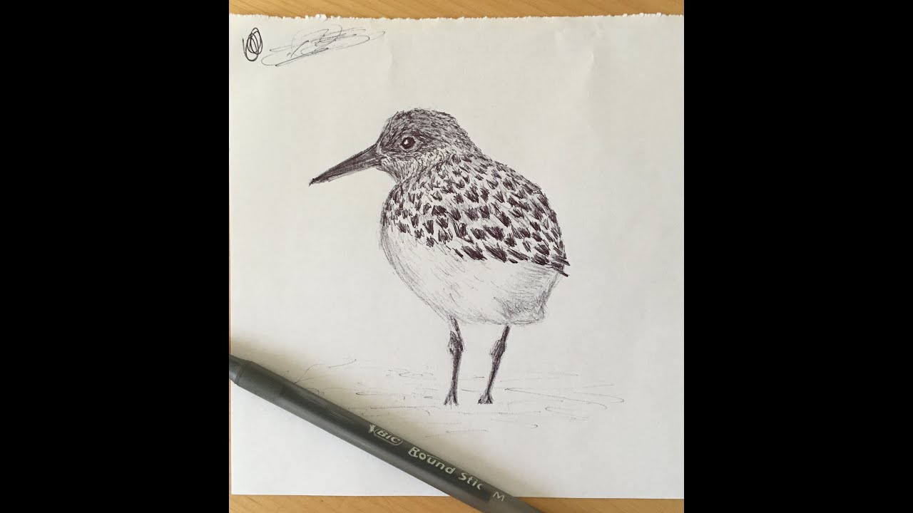 Sanderling. How to Draw a Sanderling. Tutorial Lesson How to Draw a Sanderling